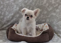 Čivava dlouhosrstá s PP