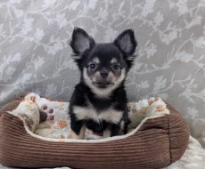 Čivava dlouhosrstá s PP