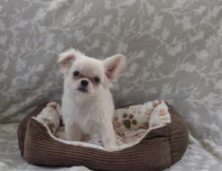 Čivava dlouhosrstá s PP