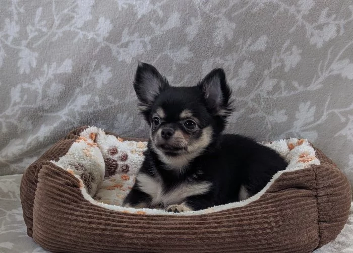 Čivava dlouhosrstá s PP