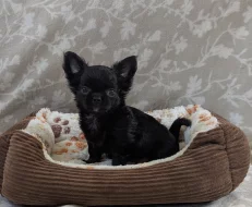 Čivava dlouhosrstá s PP