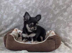 Čivava dlouhosrstá s PP