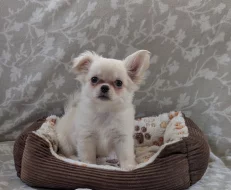 Čivava dlouhosrstá s PP