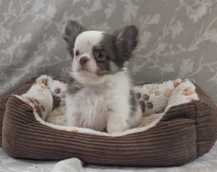 Čivava dlouhosrstá s PP