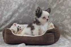 Čivava dlouhosrstá s PP