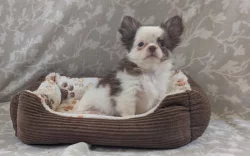 Čivava dlouhosrstá s PP