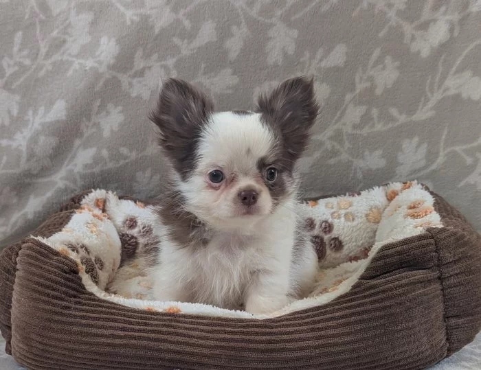 Čivava dlouhosrstá s PP