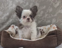 Čivava dlouhosrstá s PP