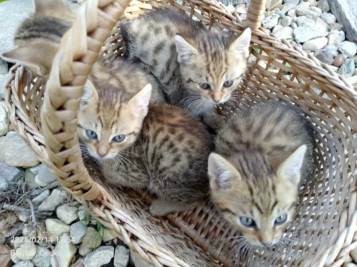 Koťata hledají domov