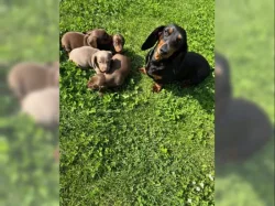 Jezevčík hladkosrstý trpasličí štěňátka