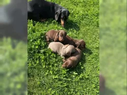 Jezevčík hladkosrstý trpasličí štěňátka