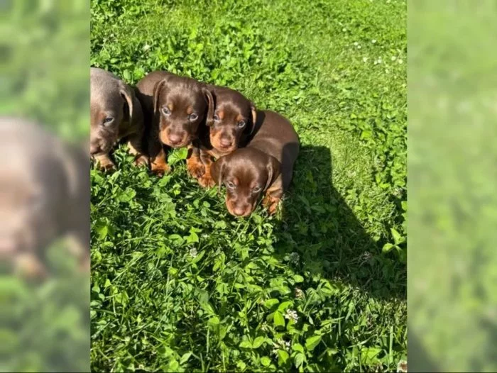 Jezevčík hladkosrstý trpasličí štěňátka