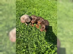 Jezevčík hladkosrstý trpasličí štěňátka