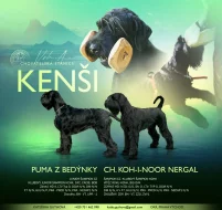 Knírač velký s PP