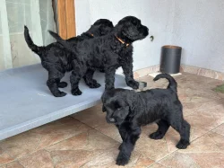 Knírač velký s PP