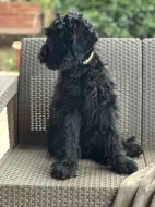 Knírač velký s PP