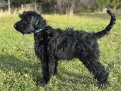 Knírač velký s PP