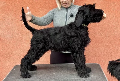Knírač velký s PP