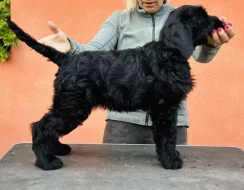 Knírač velký s PP