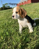 Štěňátka Bígl (též beagle) s PP