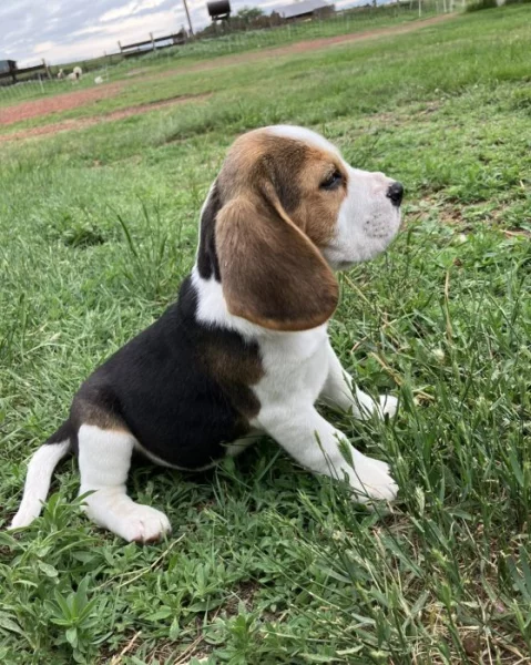 Štěňátka Bígl (též beagle) s PP