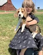 Štěňátka Bígl (též beagle) s PP