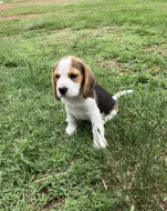 Štěňátka Bígl (též beagle) s PP