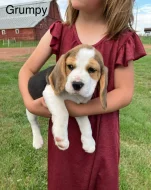 Štěňátka Bígl (též beagle) s PP