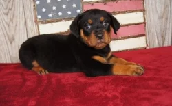 Štěňata rotvajlera pro dobrý domov.