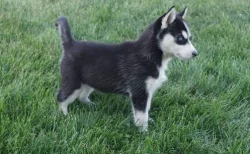 Štěňata sibiřského huskyho pro dobrou rodinu