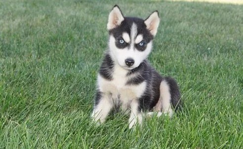 Štěňata sibiřského huskyho pro dobrou rodinu