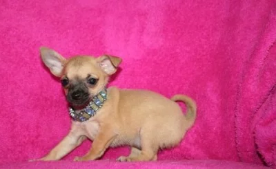 Roztomilá štěňátka čivavy pro dobrou maminku