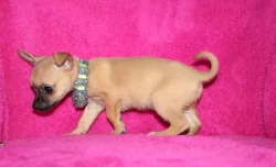 Roztomilá štěňátka čivavy pro dobrou maminku