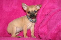 Roztomilá štěňátka čivavy pro dobrou maminku