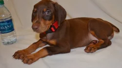 Zdravá štěňata dobermana k adopci