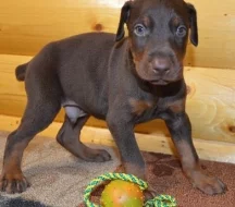 Zdravá štěňata dobermana k adopci