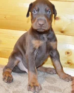 Zdravá štěňata dobermana k adopci