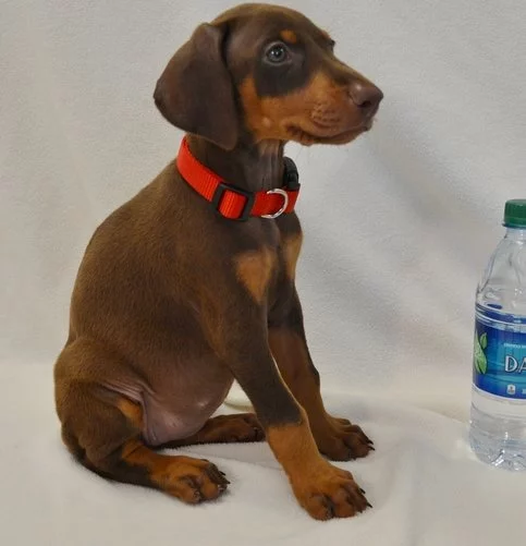 Zdravá štěňata dobermana k adopci