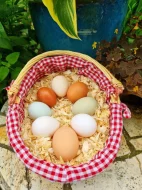 Kuřice Blueshell Greenshell Darkshell