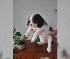 Štěňátka Kavalír King Charles španěl s PP