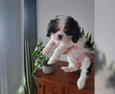 Štěňátka Kavalír King Charles španěl s PP