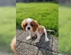 Štěňátka Kavalír King Charles španěl s PP