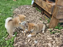 Shiba Inu