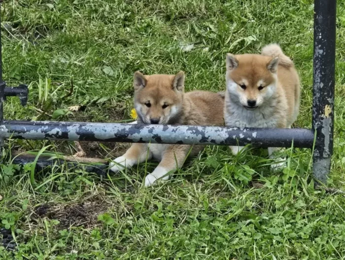 Shiba Inu