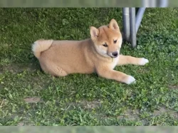 Shiba Inu