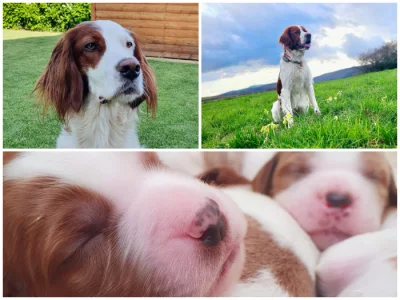 Irský červenobílý setr - štěňata s PP ze zahraničního spojení