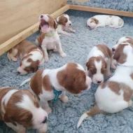 Irský červenobílý setr - štěňata s PP ze zahraničního spojení