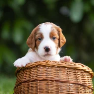 Irský červenobílý setr - štěňata s PP ze zahraničního spojení