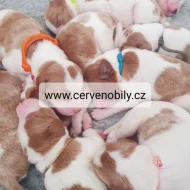 Irský červenobílý setr - štěňata s PP ze zahraničního spojení