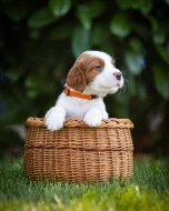 Irský červenobílý setr - štěňata s PP ze zahraničního spojení